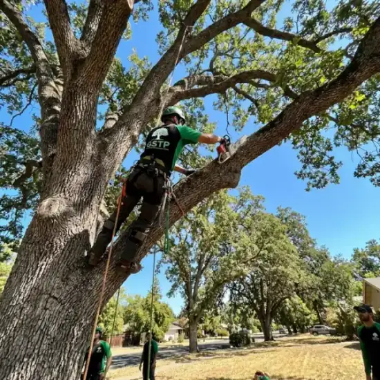 Certified arborist climbing a Sacramento oak tree with chainsaw