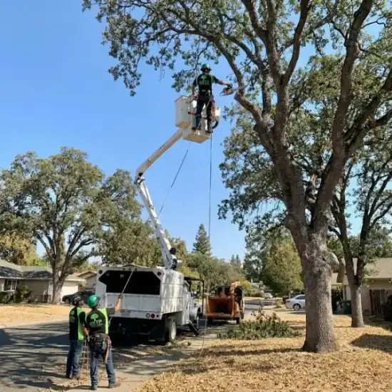 Bucket truck trimming a large oak tree in Sacramento
