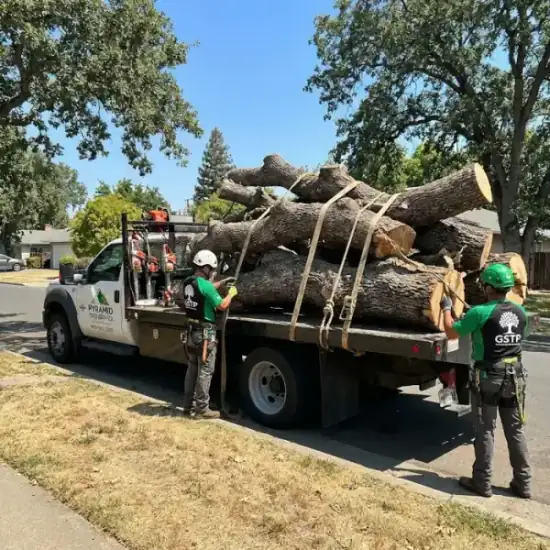 Tree service truck loaded with branches after a Sacramento job